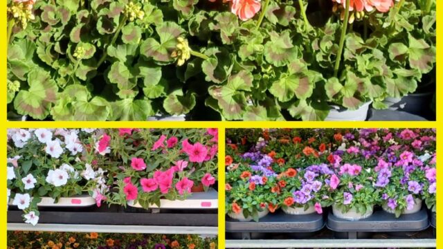 Blumenschmiede_Röthges_Martin_Hofmann_18