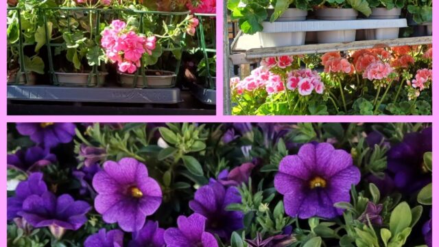 Blumenschmiede_Röthges_Martin_Hofmann_19