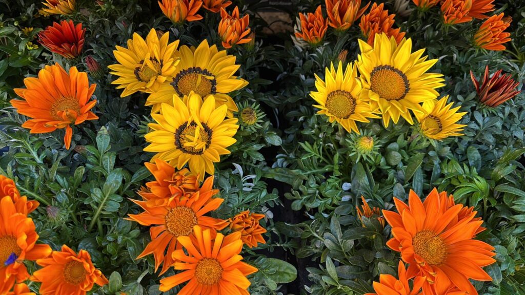 Blumenschmiede_Röthges_Martin_Hofmann_20