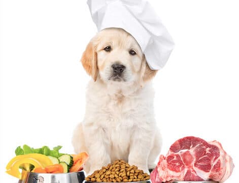 dog_new