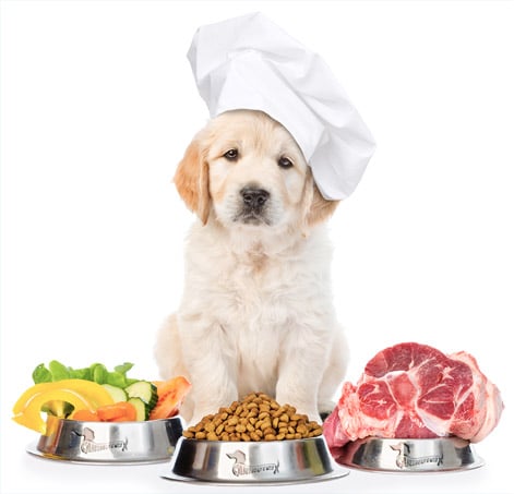 dog_new